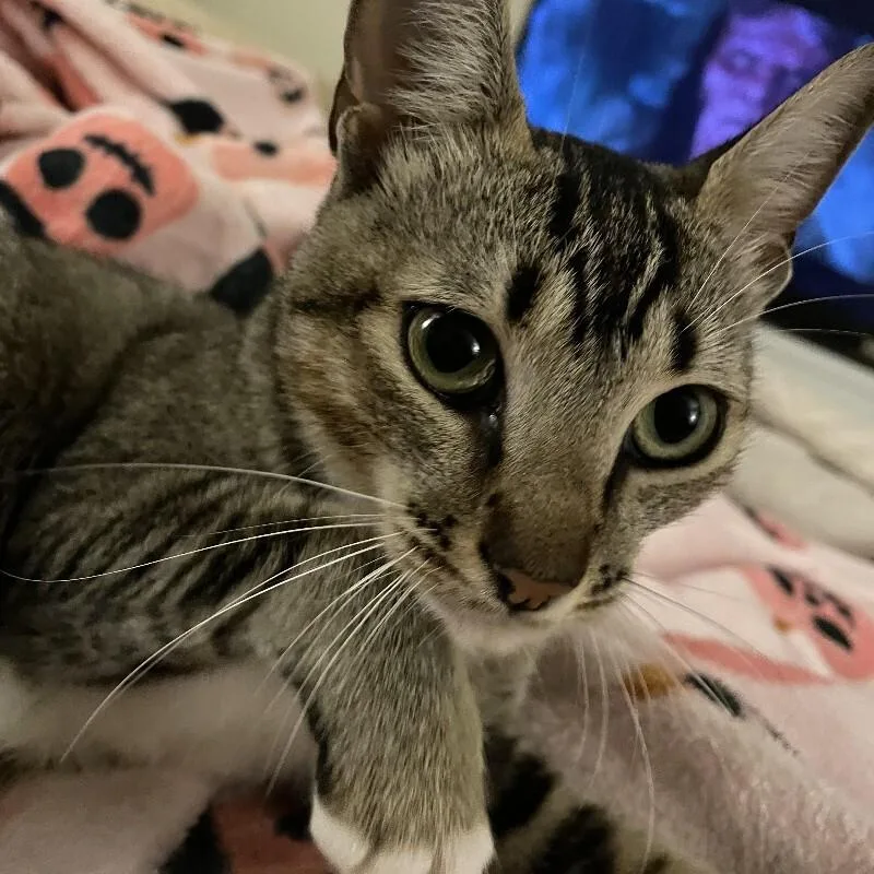 An adult medium-sized female Tabby cat named Suki for adoption in Maitland, FL