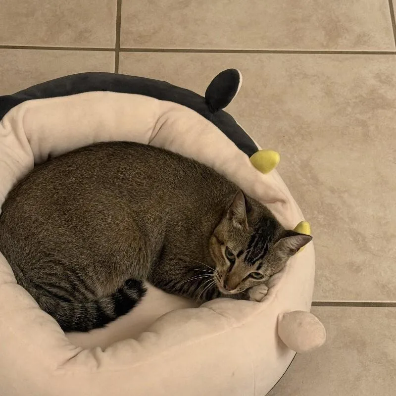 Suki thumbnail 3