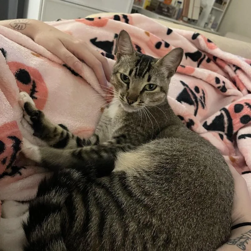 Suki thumbnail 6
