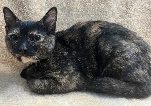 A baby small-sized female Domestic Short Hair cat named Miranda for adoption in Staten Island, NY