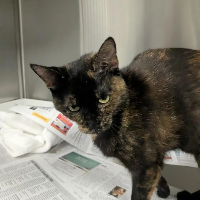 An adult medium-sized female Tortoiseshell Domestic Short Hair cat named Caramel Apple for adoption in Hendersonville, NC