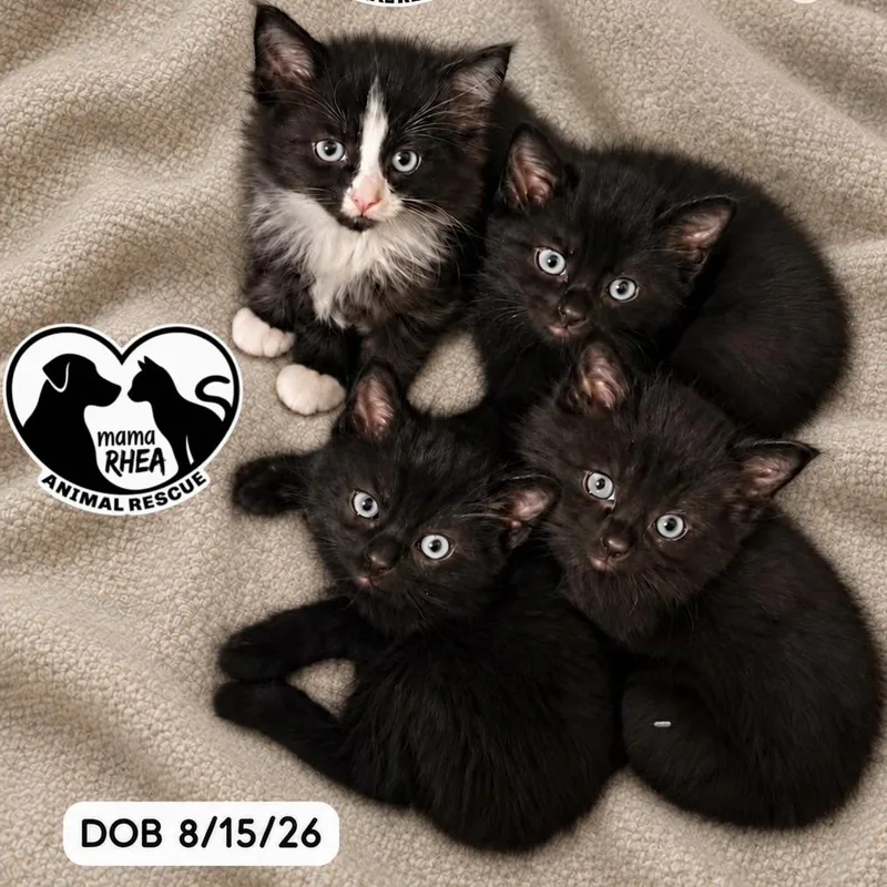 A baby medium-sized male Domestic Long Hair cat named Colby for adoption in Hillsborough, NJ