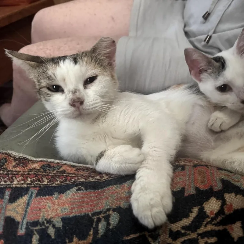 An adult medium-sized female Calico Domestic Short Hair cat named Nela for adoption in San Antonio, TX