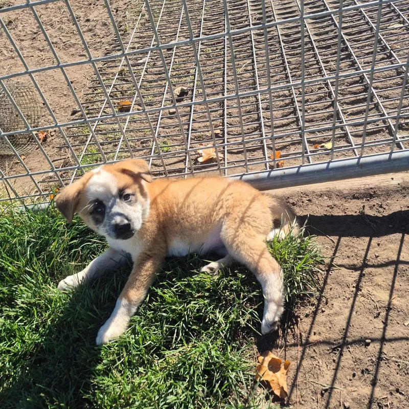 A baby medium-sized female Red / Chestnut / Orange Shepherd dog named Sofia for adoption in Olympia, WA