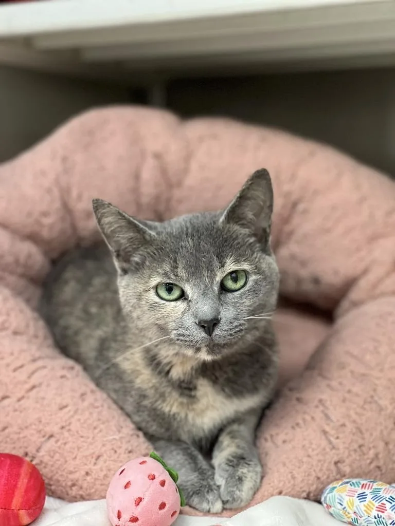 A senior small-sized female Gray & White Domestic Short Hair cat named Butter for adoption in Jackson, MI