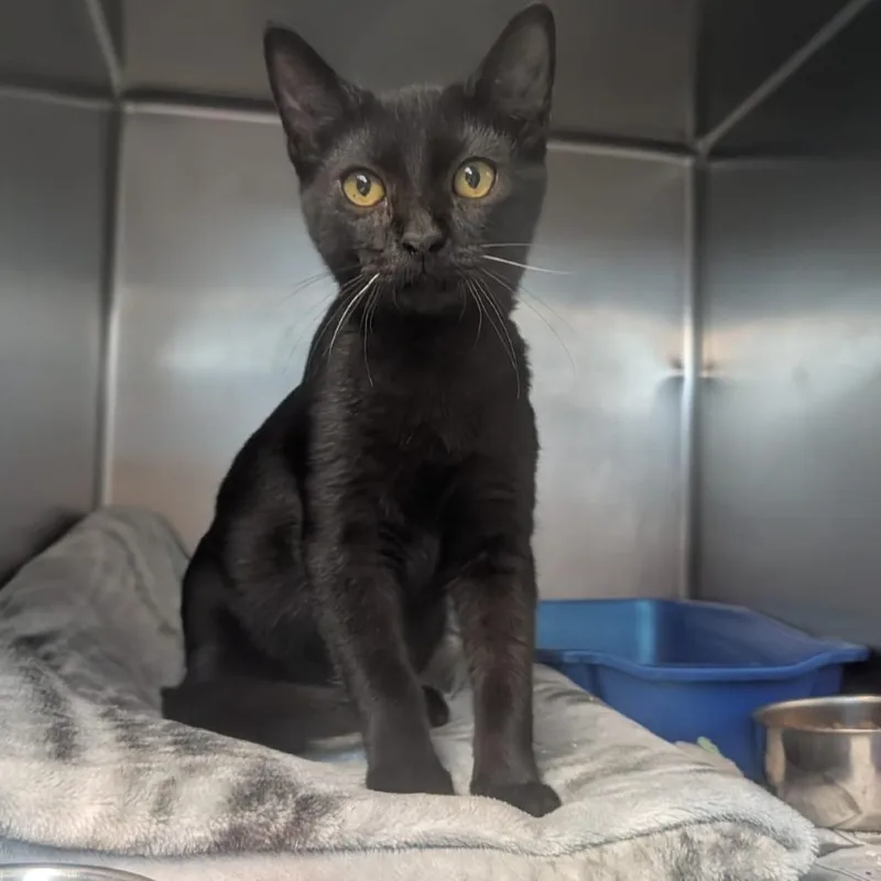 A baby small-sized male Black Domestic Short Hair cat named Timber for adoption in Newport, NC