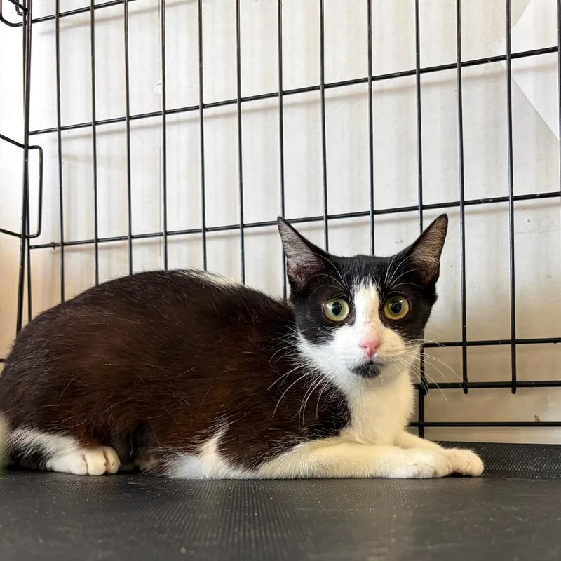 A young medium-sized female Black American Shorthair cat named Zoey for adoption in Webster, TX