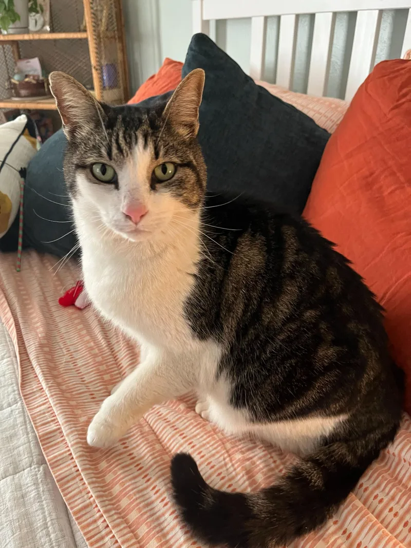 An adult medium-sized male Tabby (Buff / Tan / Fawn) Domestic Short Hair cat named Ollie for adoption in East Point, GA
