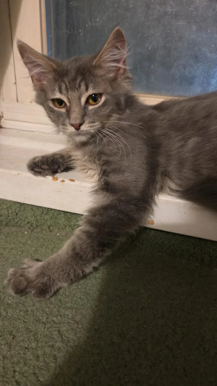 A baby medium-sized male Tabby (Gray / Blue / Silver) Domestic Medium Hair cat named Q for adoption in Greensburg, PA