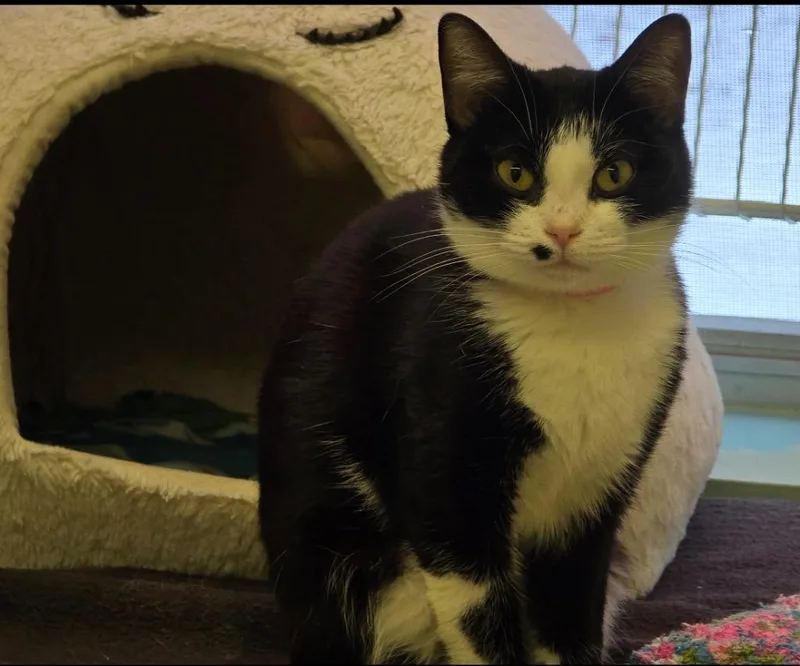 A young medium-sized female Domestic Short Hair cat named Diolinda for adoption in Muskegon, MI