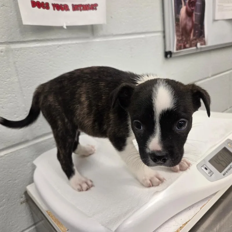 A baby small-sized female Brindle Mixed Breed dog named Kia for adoption in Chattanooga, TN
