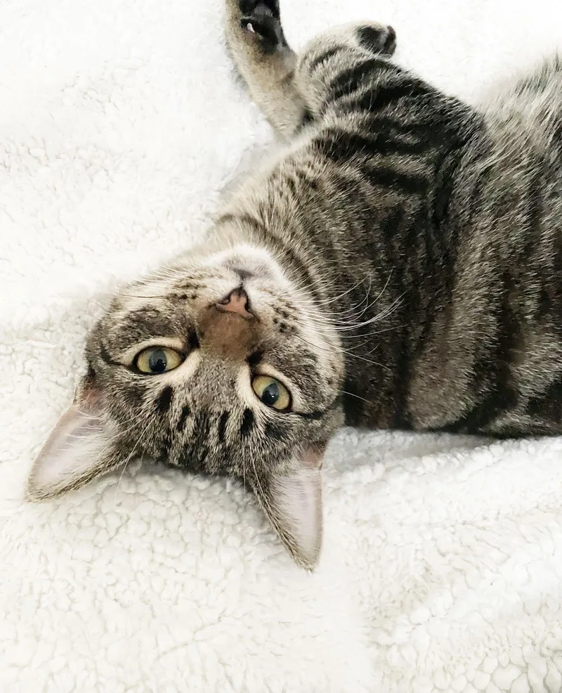 A young medium-sized female Tabby cat named Apple for adoption in Alameda, CA