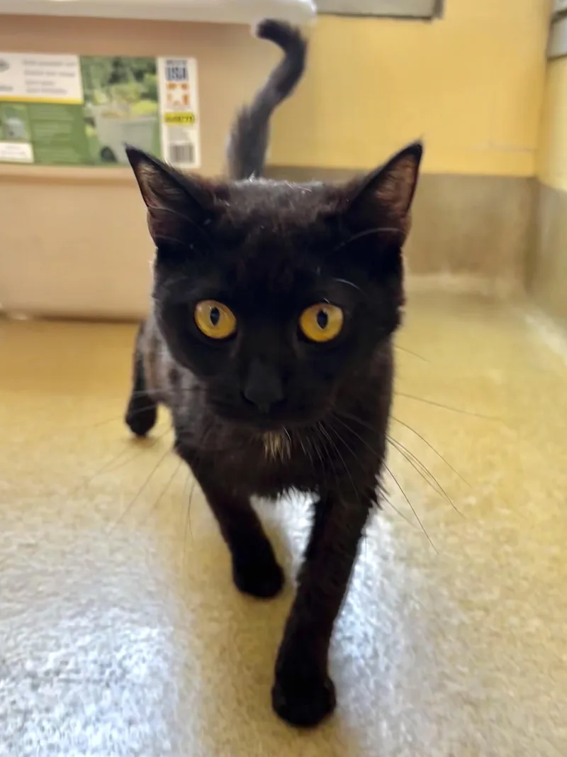 An adult medium-sized female Black Domestic Short Hair cat named Durchie for adoption in Eatontown, NJ