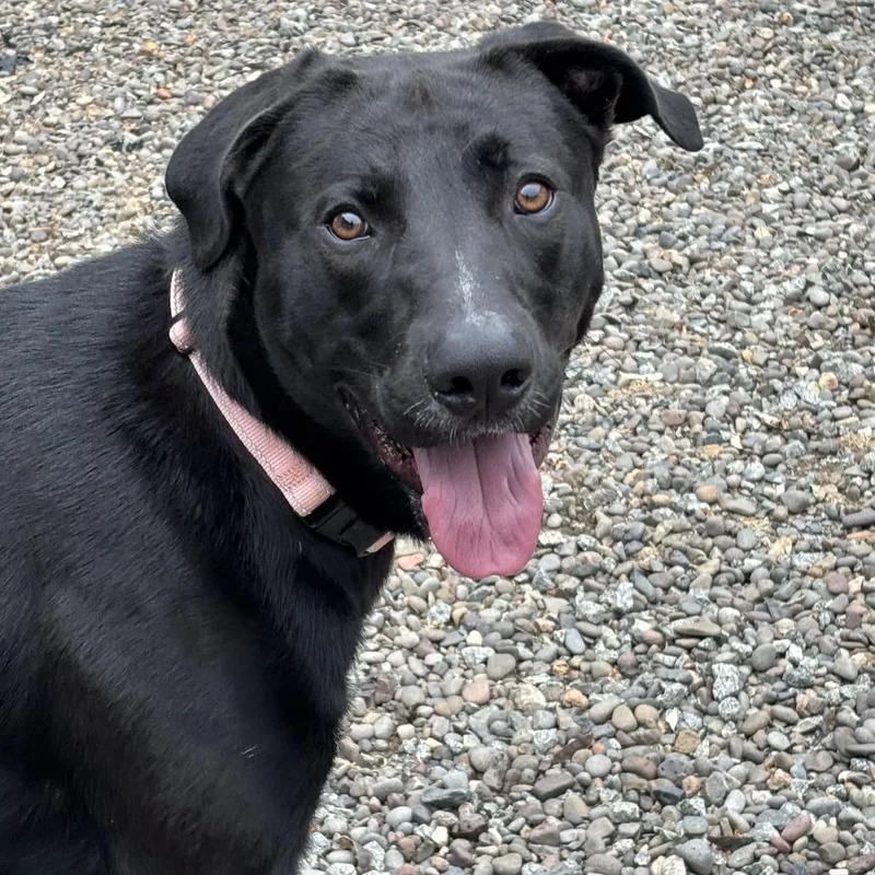 A young large-sized male Black Mixed Breed dog named Koda for adoption in Medford, OR