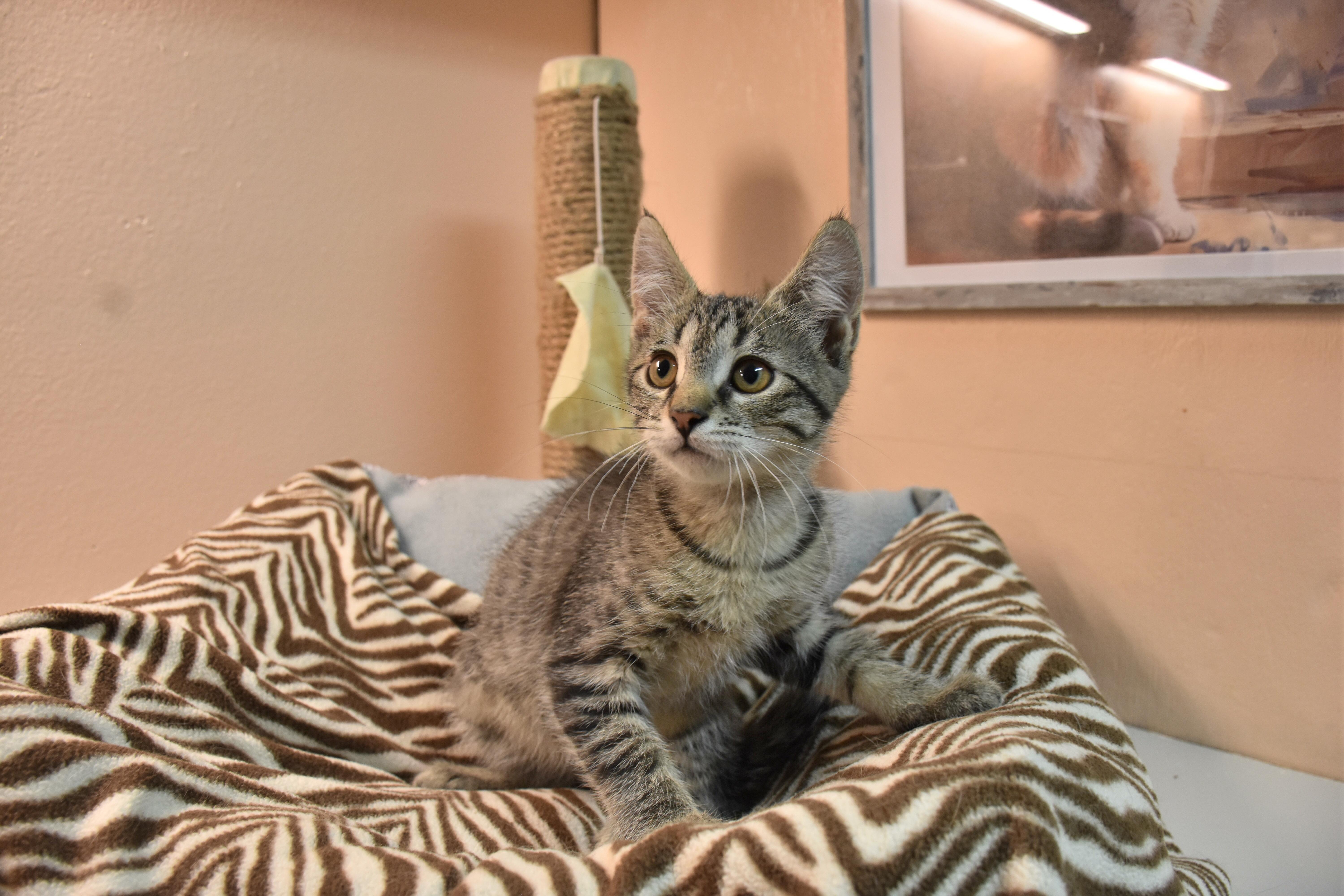 A baby small-sized female Tabby (Brown / Chocolate) Domestic Short Hair cat named Phoebe for adoption in North Judson, IN