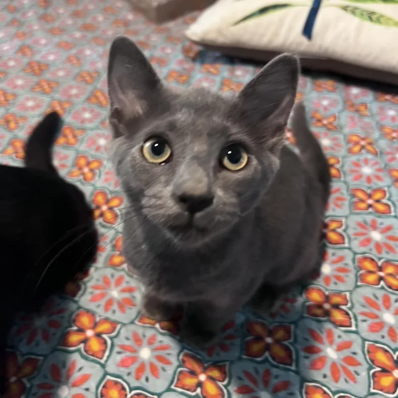 A baby small-sized male Gray / Blue / Silver Domestic Short Hair cat named Vern for adoption in Eaton Rapids, MI