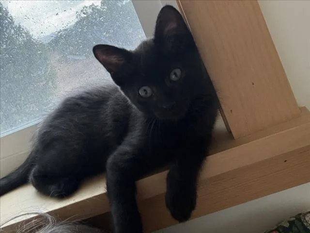 A baby small-sized female Domestic Short Hair cat named Kali for adoption in Santa Fe, NM