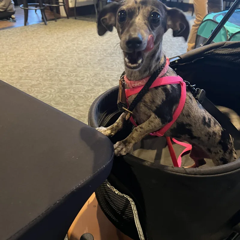 A young small-sized female Miniature Dachshund dog named Luna for adoption in Farmington, MN