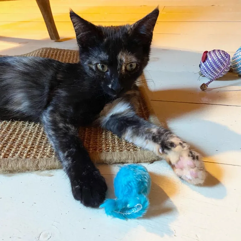 A baby small-sized female Domestic Short Hair cat named Tansy for adoption in Gorham, ME