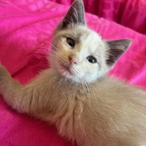 A baby small-sized female Blue Cream Domestic Short Hair cat named Amaretto for adoption in Hudsonville, MI