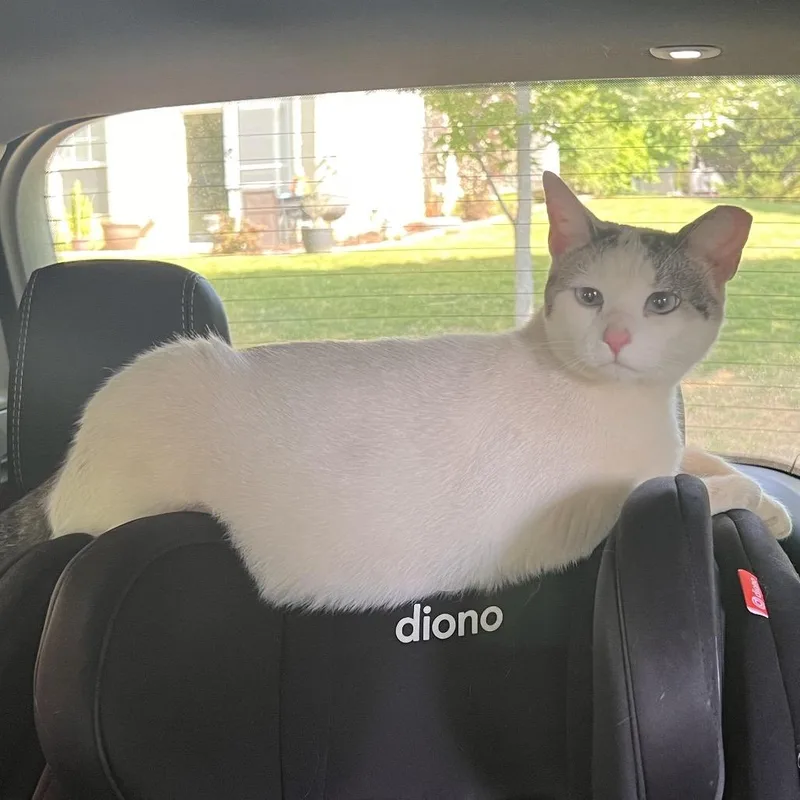 An adult large-sized female White Domestic Short Hair cat named Plant for adoption in Fredericksburg, VA