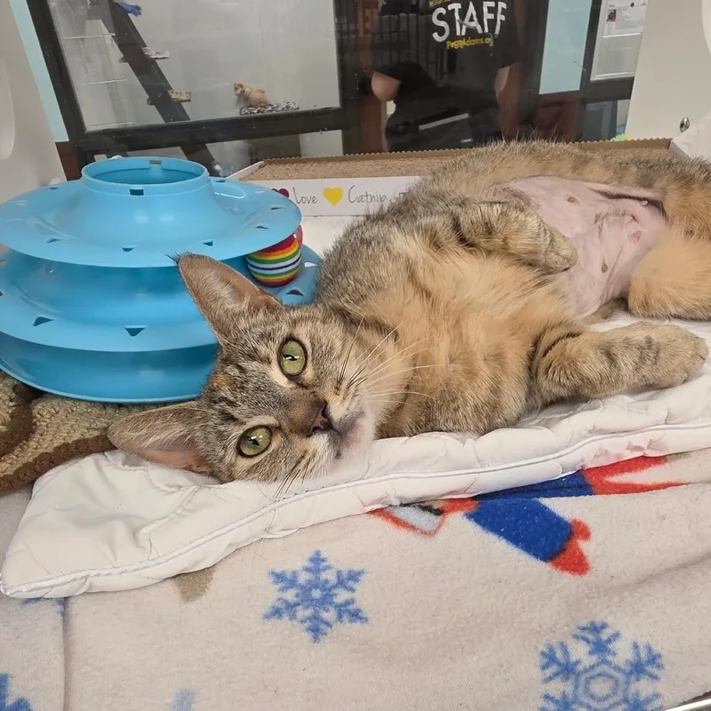 A young medium-sized female Gray / Blue / Silver Domestic Short Hair cat named Miss Pretty for adoption in West Palm Beach, FL