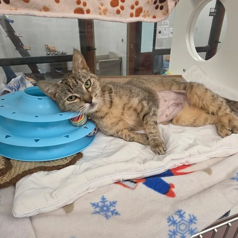 Miss Pretty thumbnail 2