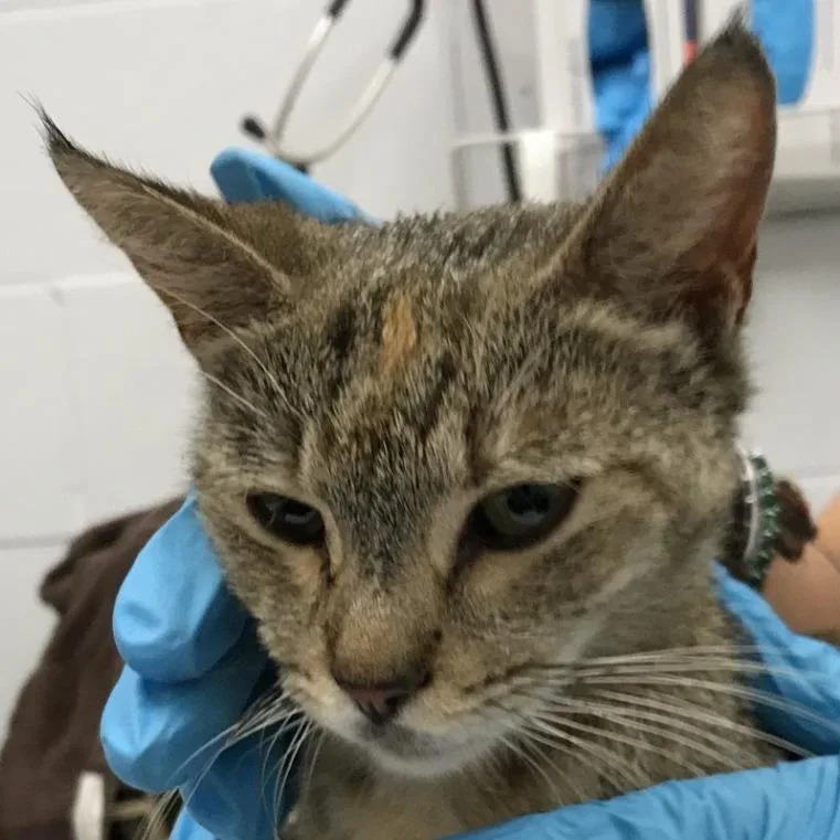 Miss Pretty thumbnail 3