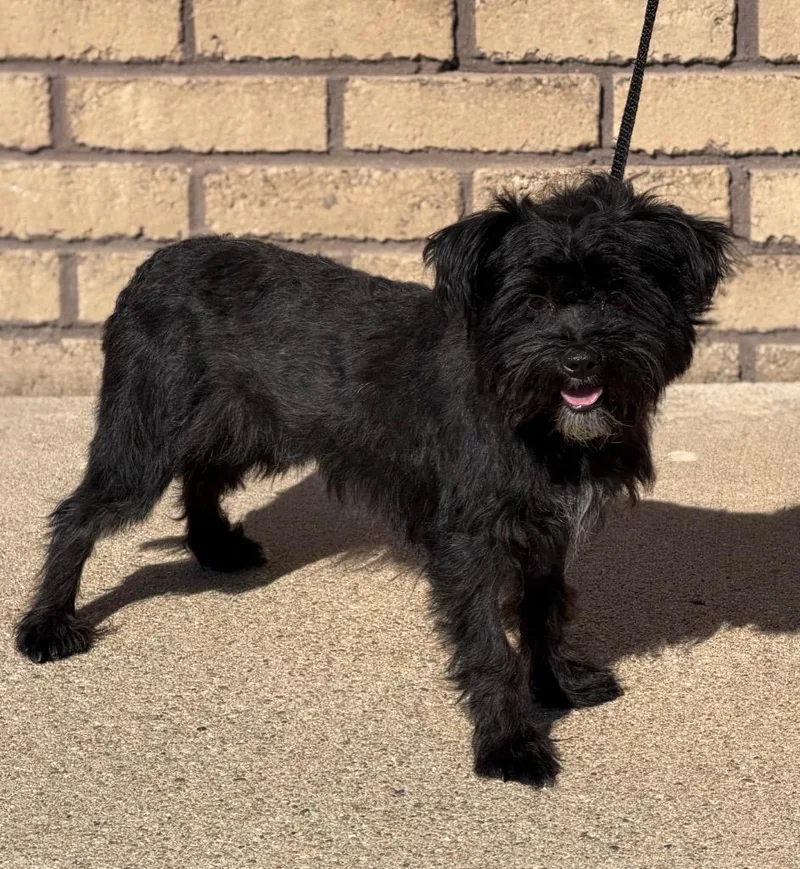 A young small-sized male Black Miniature Schnauzer dog named Winston for adoption in Columbus, NE