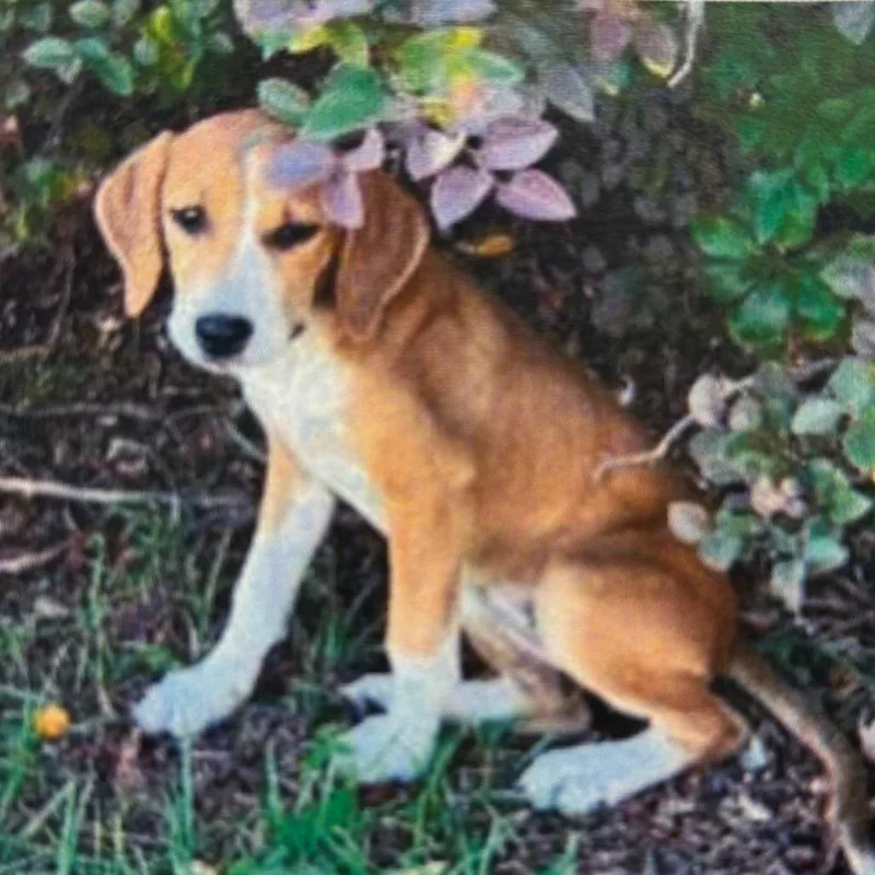 A baby small-sized female Yellow / Tan / Blond / Fawn Hound dog named Chai for adoption in Newark, DE