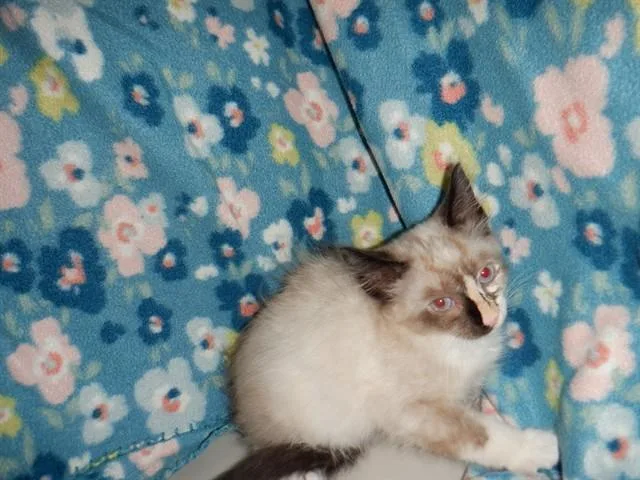 A baby small-sized female Domestic Short Hair cat named A for adoption in San Jose, CA