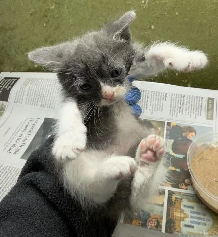 A baby small-sized female Domestic Short Hair cat named Nami for adoption in Riverside, CA