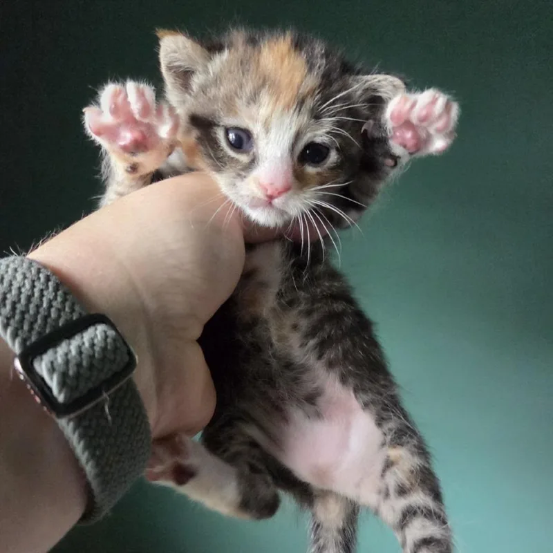 A baby small-sized female Torbie Domestic Short Hair cat named Rune for adoption in Springfield, IL
