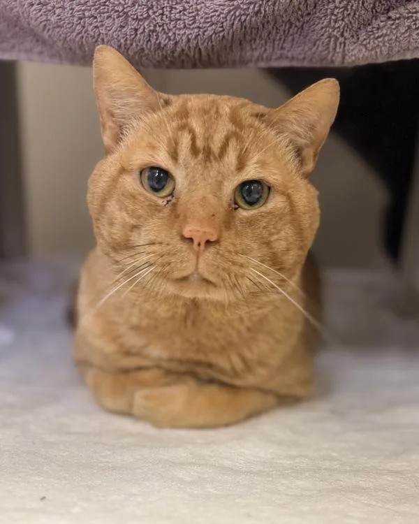 An adult medium-sized male Domestic Short Hair cat named Hux for adoption in Canton, GA