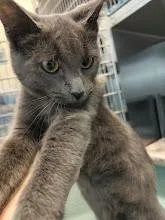 A baby small-sized female Domestic Short Hair cat named Snapdragon for adoption in Irving, TX