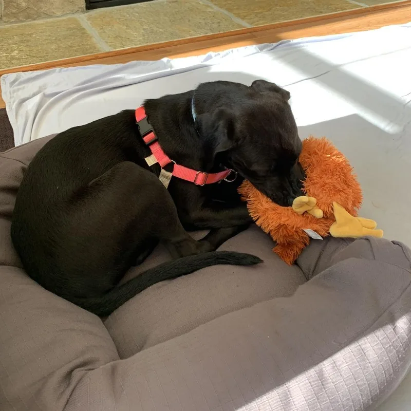 A young small-sized male Black Mixed Breed dog named Peanut FKA Teletubbie Pup: for adoption in Falls Church, VA