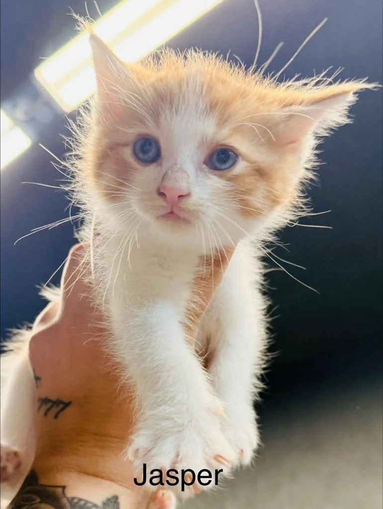 A baby medium-sized male Domestic Short Hair cat named Jasper for adoption in Fayetteville, TN