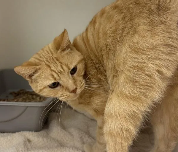 An adult medium-sized female Domestic Short Hair cat named Eel for adoption in Salisbury, MD
