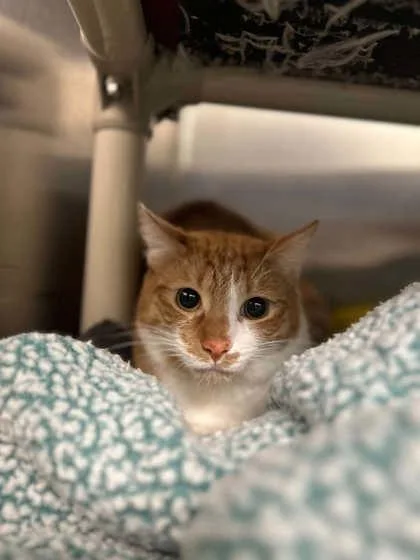 An adult medium-sized male Domestic Short Hair cat named Ryan for adoption in Munster, IN