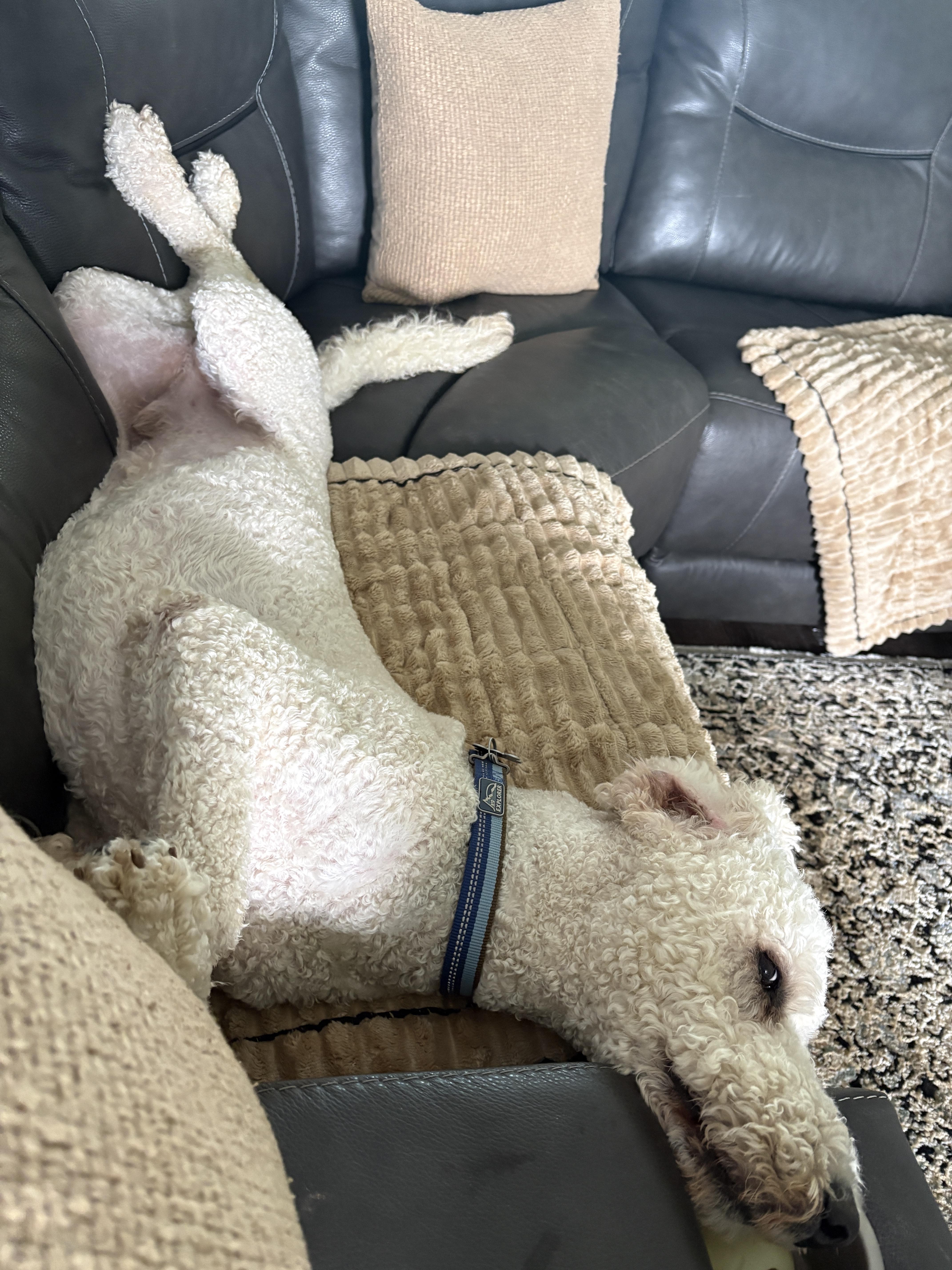 A young large-sized male White / Cream Goldendoodle dog named JoeyT for adoption in Garland, TX