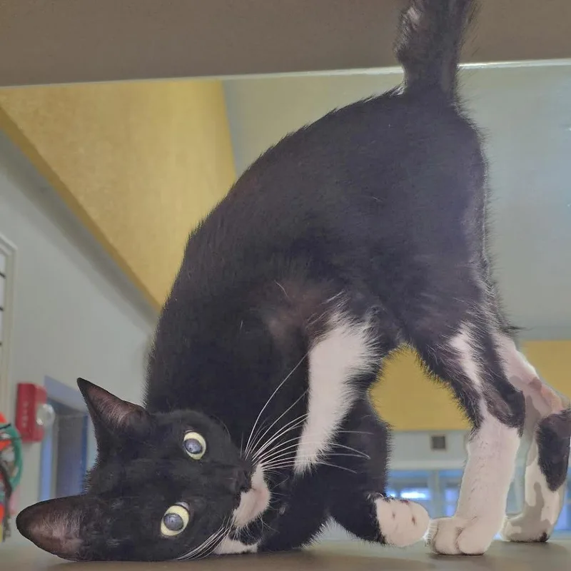 An adult medium-sized female Black Domestic Short Hair cat named Kimchi for adoption in Galveston, TX
