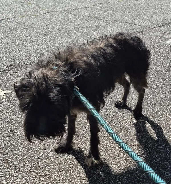 An adult medium-sized male Terrier dog named Pen  Eagle for adoption in Lawrenceville, GA