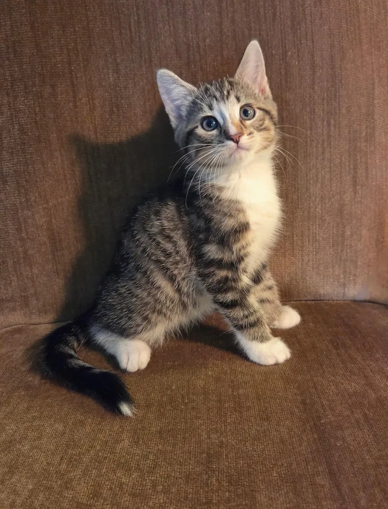 A baby medium-sized male Tabby (Buff / Tan / Fawn) Tabby cat named Scooby for adoption in High Ridge, MO