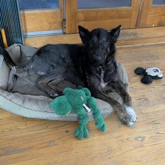 An adult large-sized male German Shepherd Dog dog named Fowler for adoption in China Township, MI
