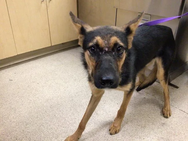 A young medium-sized male German Shepherd Dog dog named Rooster for adoption in Riverside, CA