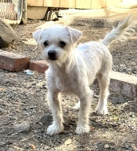 A young small-sized male Maltese dog named Petey for adoption in Santa Rosa, CA
