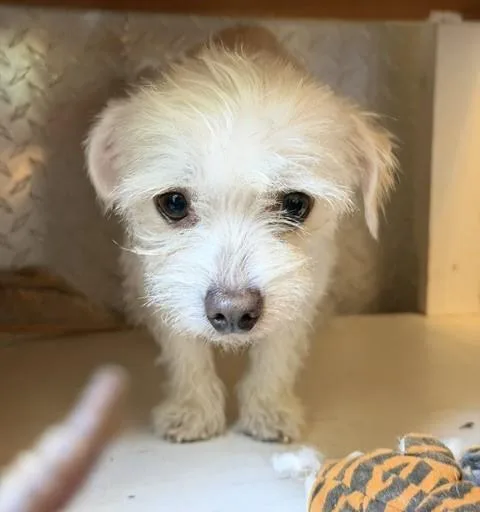 Petey thumbnail 3