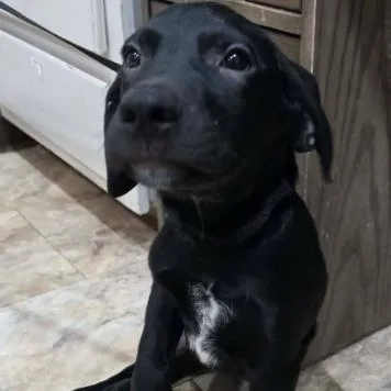 A baby small-sized male Black Pit Bull Terrier dog named Falcor for adoption in Fort Collins, CO