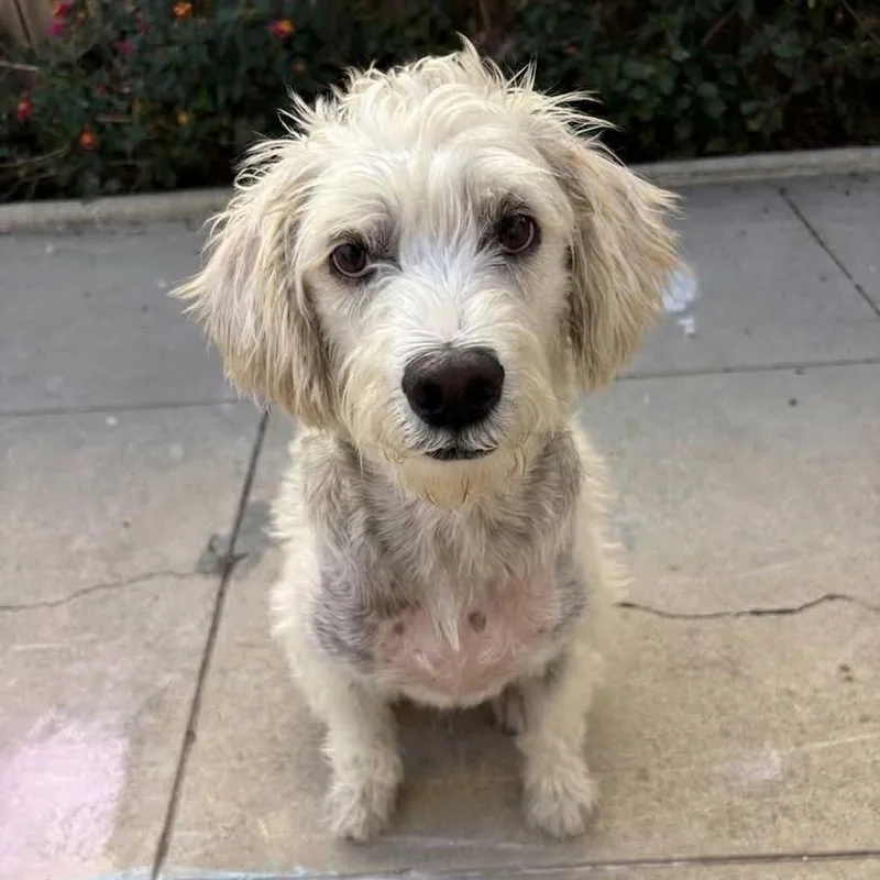 An adult medium-sized female White / Cream Maltese dog named Kiki   pounds for adoption in Burbank, CA