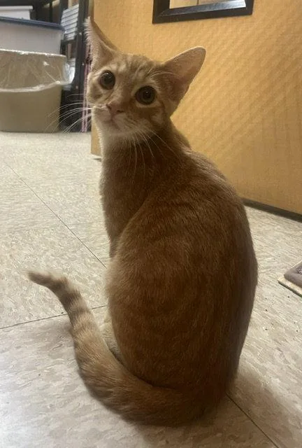 A baby medium-sized male Orange / Red Domestic Short Hair cat named Squiggles for adoption in Wheaton, IL